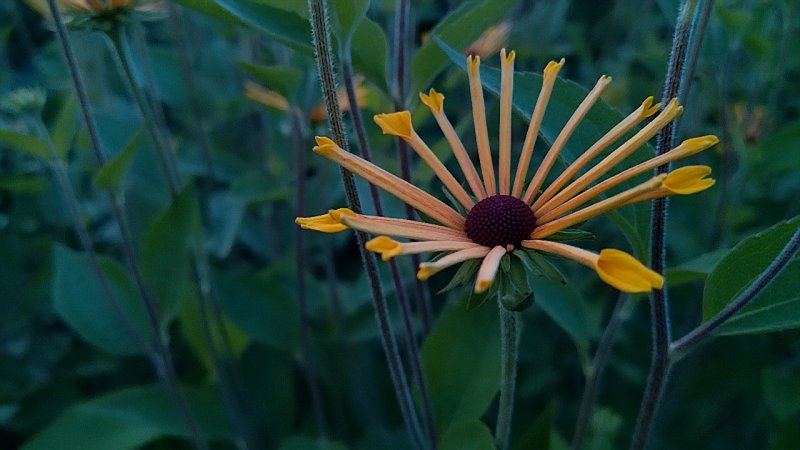 Rudbeckia subtomentosa 'Henry Eilers' Рудбекия